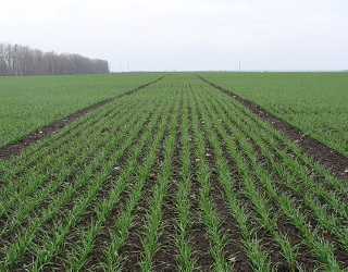Нестачу фосфору найкраще видно на початку вегетації пшениці